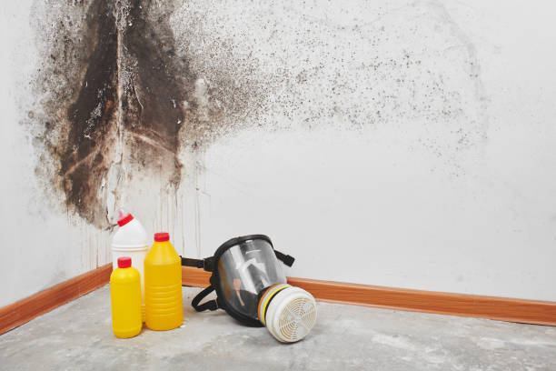 Trusted Mineola, TX Mold Remediation Experts