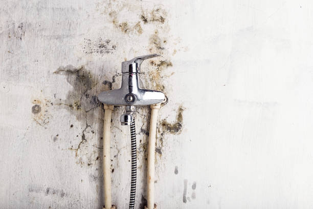 Best Emergency Mold Remediation in Mineola, TX