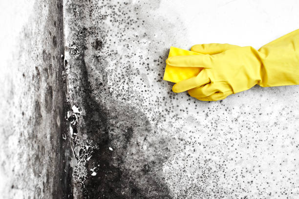Best Post-Flood Mold Remediation in Mineola, TX