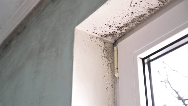 Best White Mold Remediation in Mineola, TX
