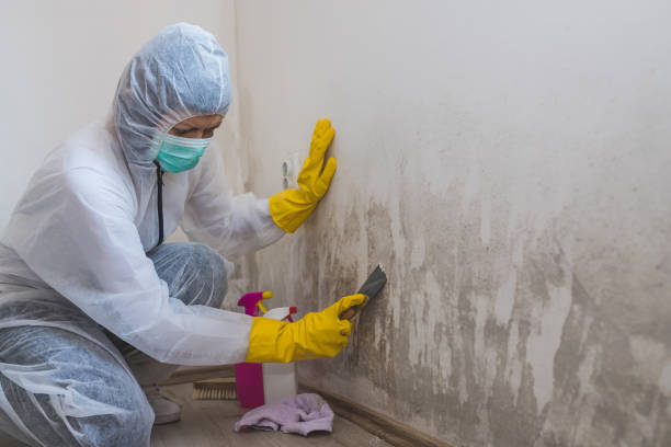 Best HVAC Mold Remediation in Mineola, TX