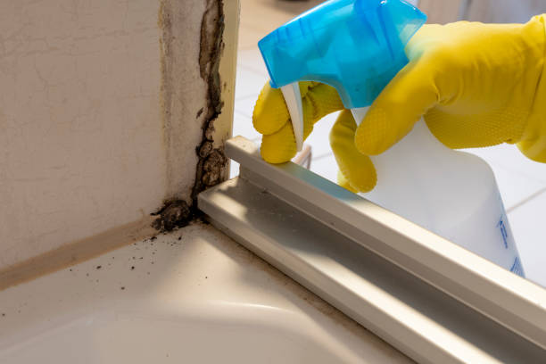 Best Health and Safety Mold Remediation in Mineola, TX