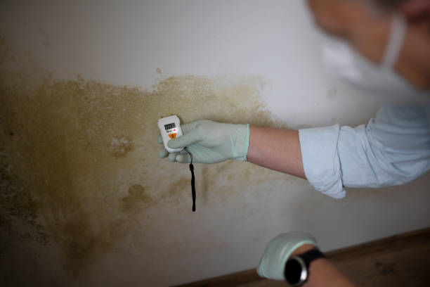 Best Residential Mold Remediation in Mineola, TX