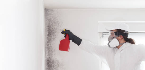 Best Kitchen Mold Remediation in Mineola, TX