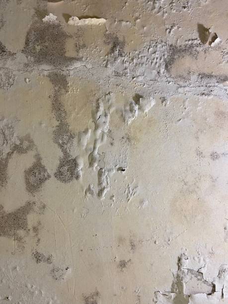 Best Basement Mold Remediation in Mineola, TX