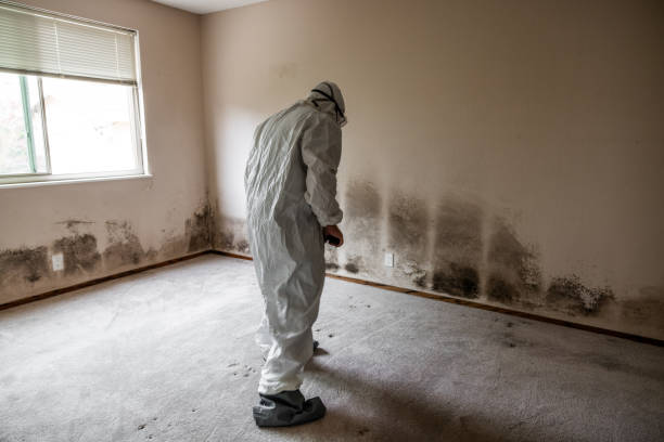 Best White Mold Remediation in Mineola, TX