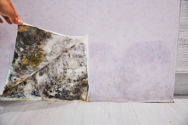Best Mold Remediation for Specific Building Types in Mineola, TX